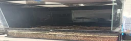 Gecko reptiles for sale: Female tokay gecko in Reading - Advert 2