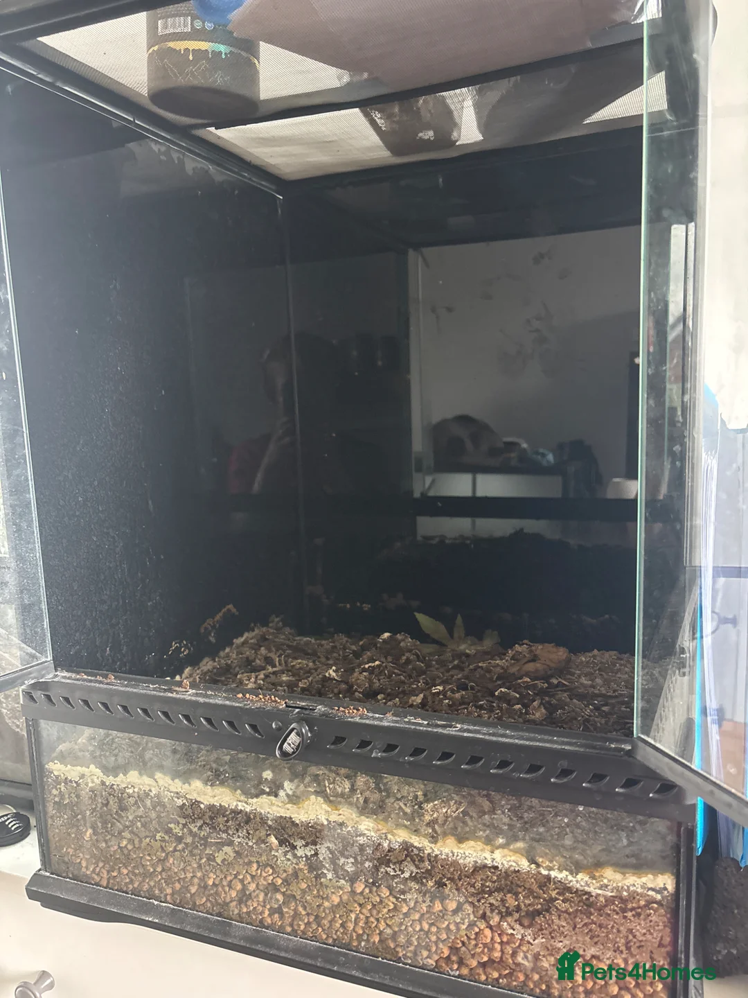 Gecko reptiles for sale: Female tokay gecko in Reading - Advert 2