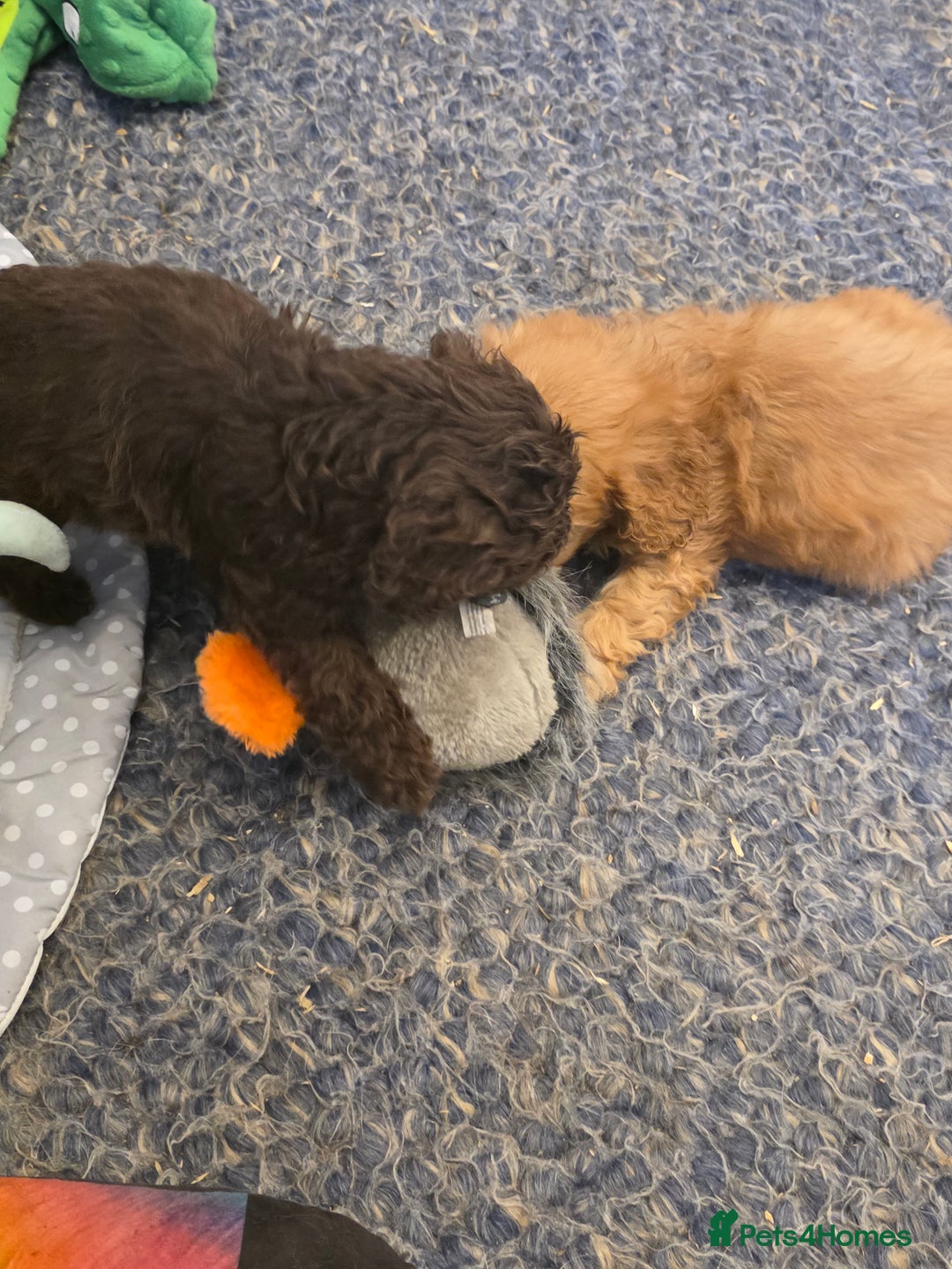 Cockapoo dogs for sale: Cockapoo puppies - Advert 15