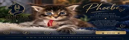 Maine Coon cats for sale: 😻Loving & Beautifully Bred Maine Coon Kittens - Advert 3