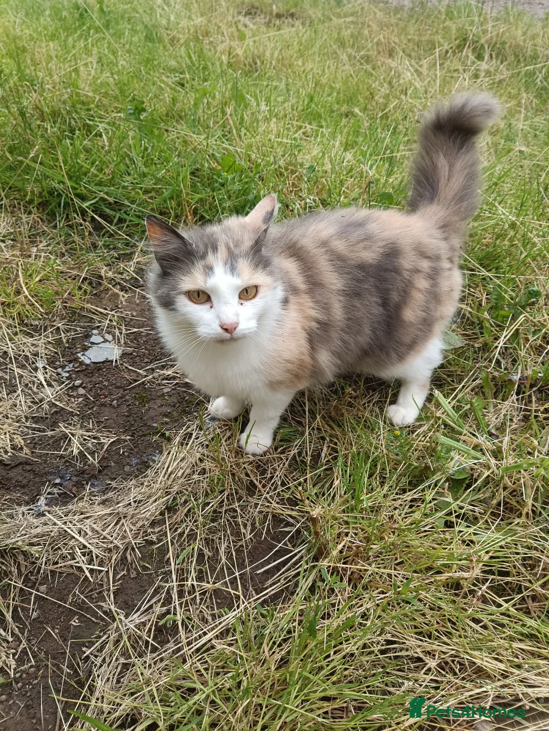 Mixed Breed cats for sale: 4 adorable friendly kittens 2 female, 2 male.  - Advert 8