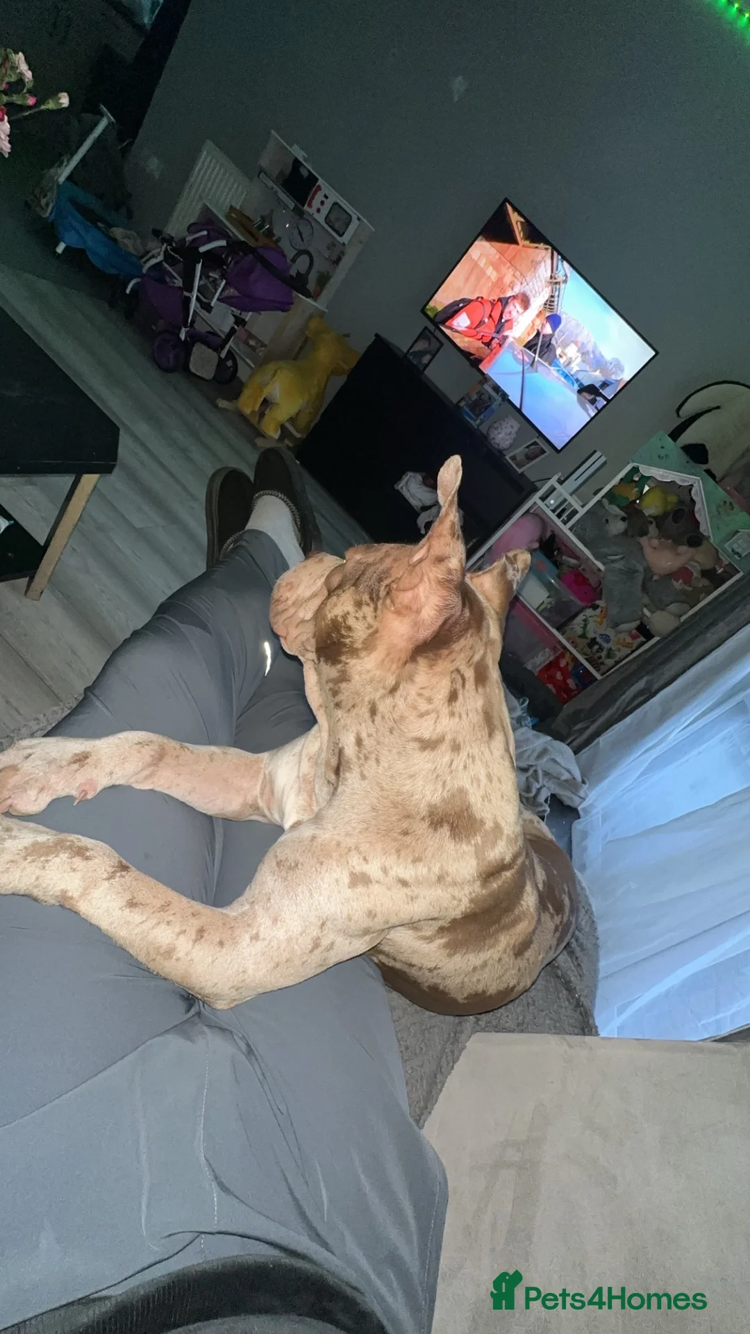 Mixed Breed dogs for stud: Stud Dog Marley  in Wisbech - Advert 2