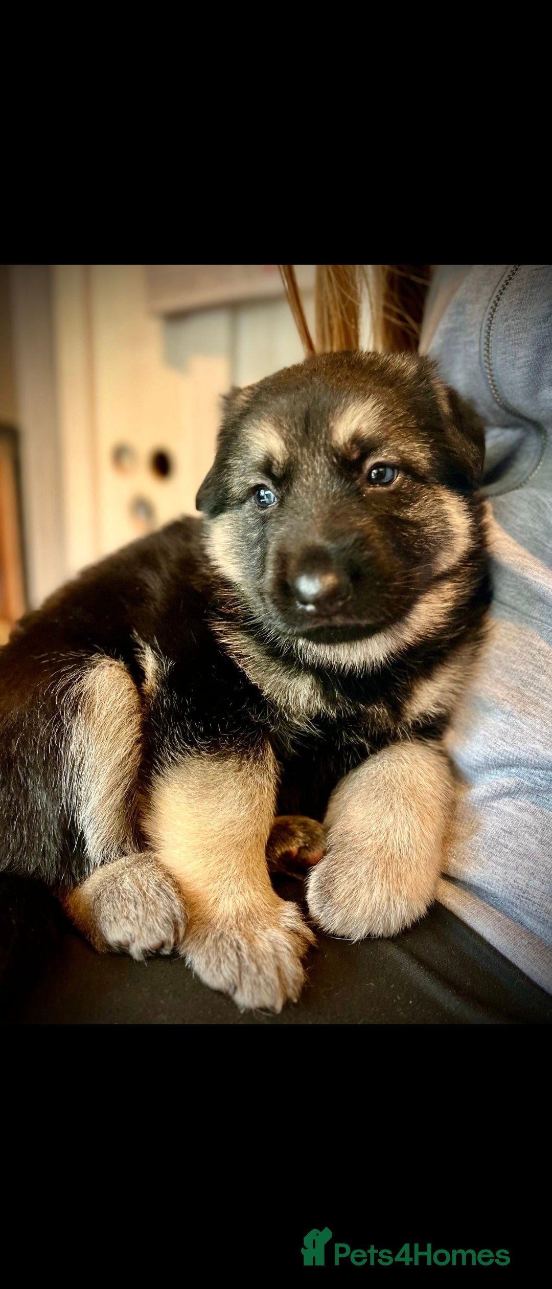 German Shepherd dogs Straight back German Shepherd amazing temperaments - Advert 15