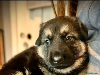 German Shepherd dogs Straight back German Shepherd amazing temperaments - Advert 15