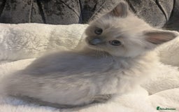 Ragdoll cats for sale: 💕💛GCCF Registered 💛💕Pedigree Ragdoll kittens - Image 21