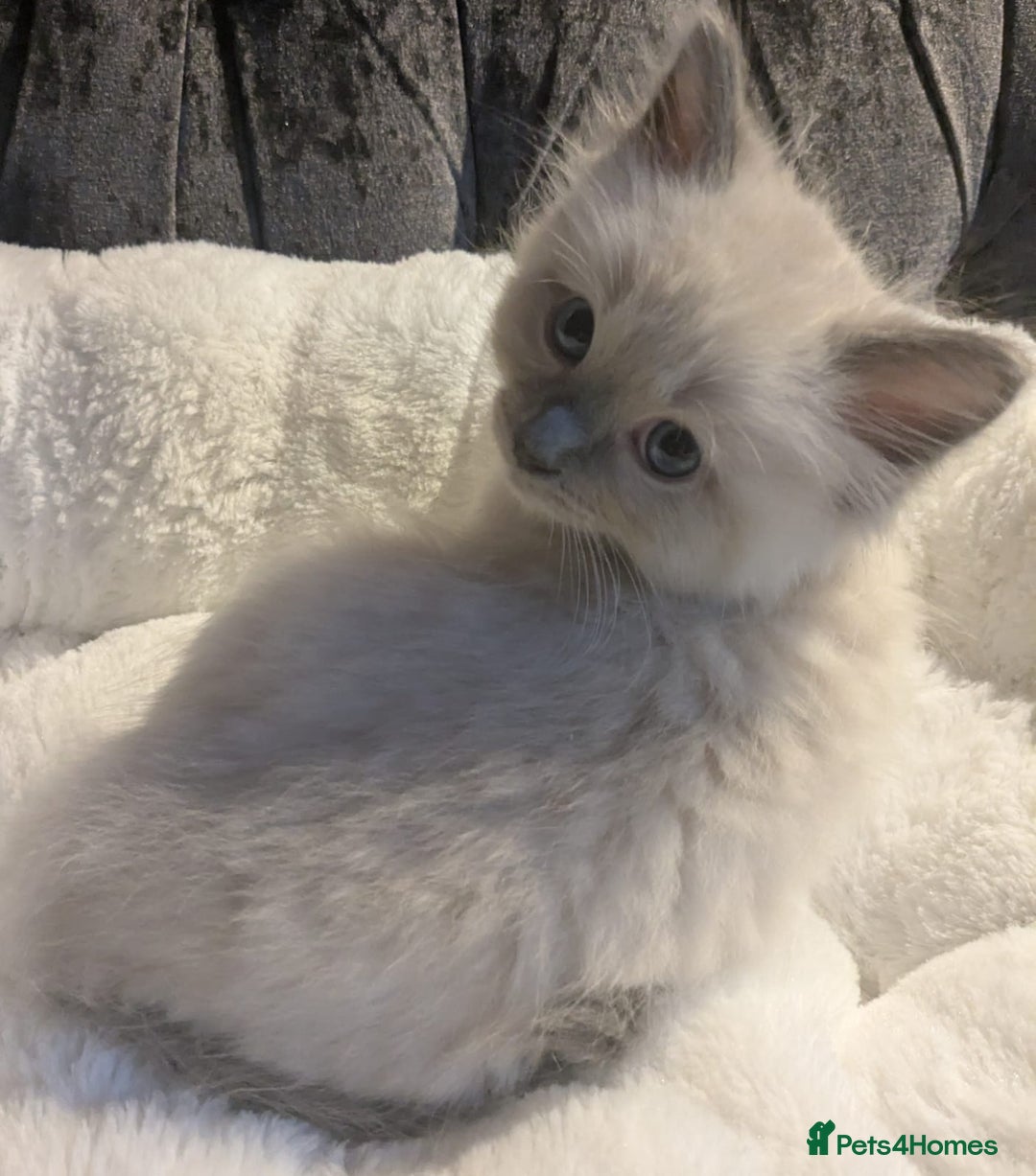 Ragdoll cats for sale: 💕💛GCCF Registered 💛💕Pedigree Ragdoll kittens - Image 21