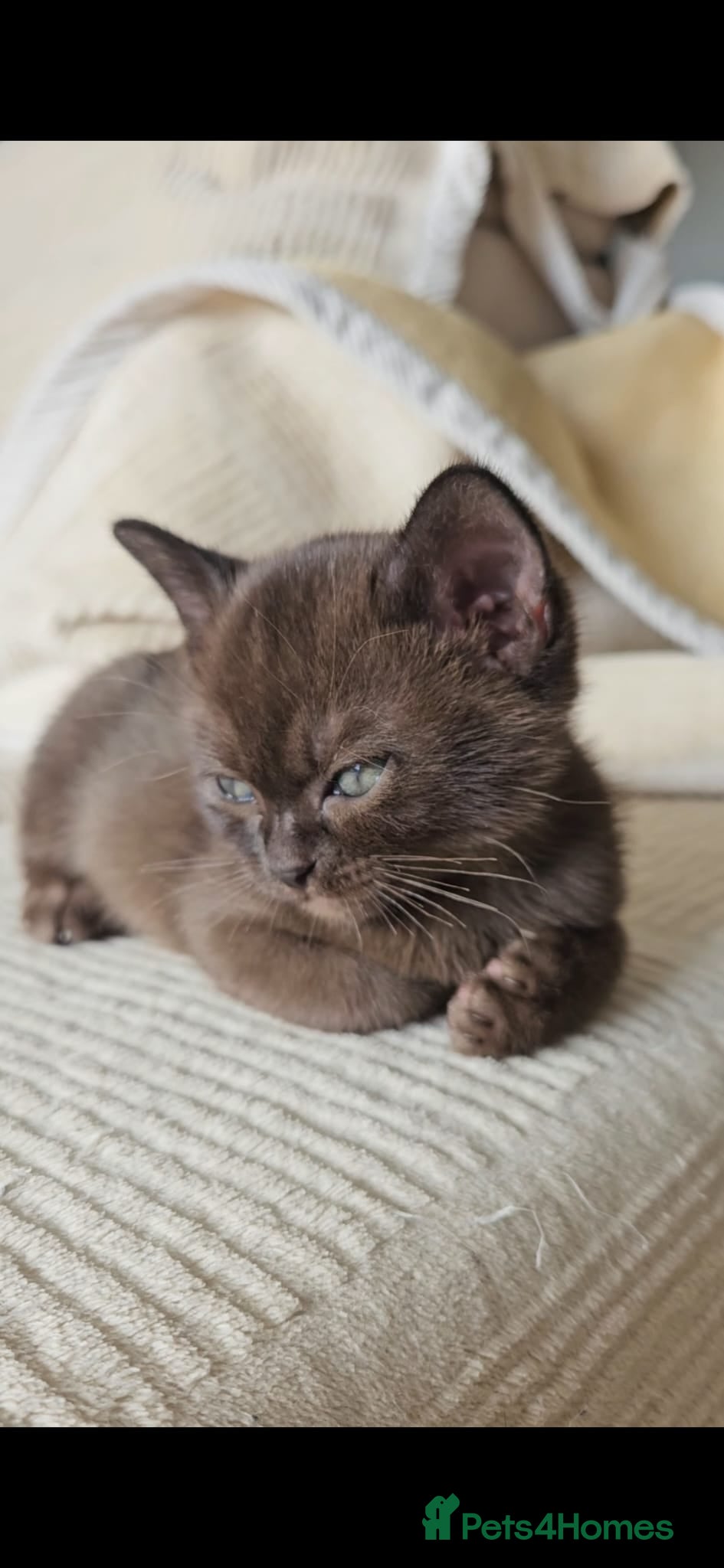 Burmese cats Stunning Pedigree Brown Burmese kittens  - Advert 2