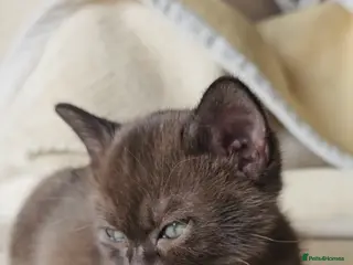 Burmese cats Stunning Pedigree Brown Burmese kittens - Advert 5