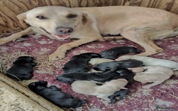 Labrador Retriever dogs for sale: Gorgeous Labrador puppies for sale  - Image 14
