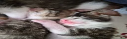 Mixed Breed cats for sale: Adorable and Playfull Kittens  - Advert 9