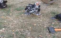 Chickens poultry for sale: Pekin bantam cockerel  - Image 4