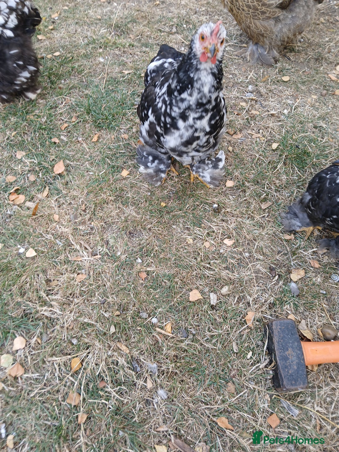 Chickens poultry for sale: Pekin bantam cockerel  - Image 4
