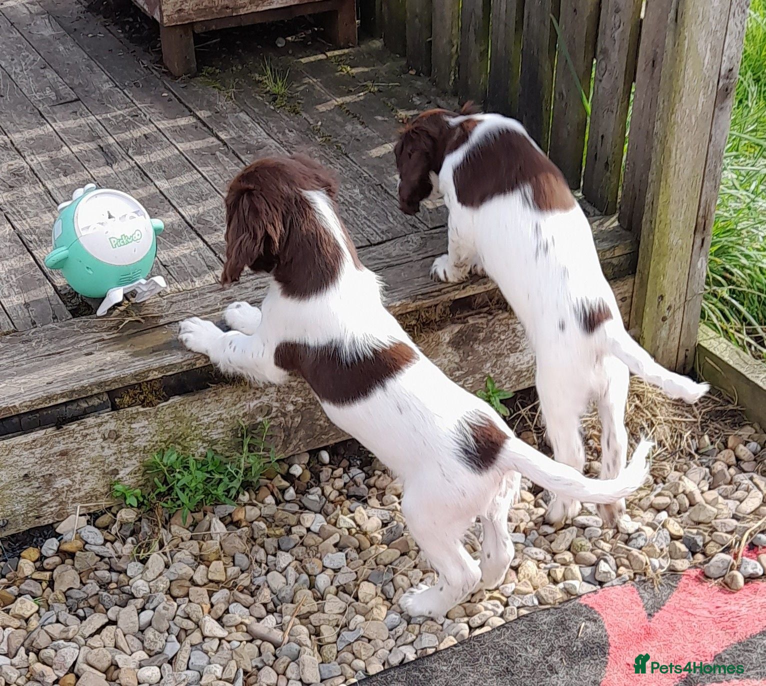 English Springer Spaniel dogs Gorgeous English Springer Spaniels Puppies - Advert 1