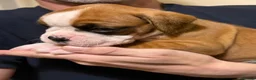 Boxer dogs for sale: Boxer puppys - Advert 16