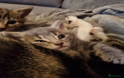 Mixed Breed cats for sale: Beautiful grey/tabby female kittens  - Advert 6