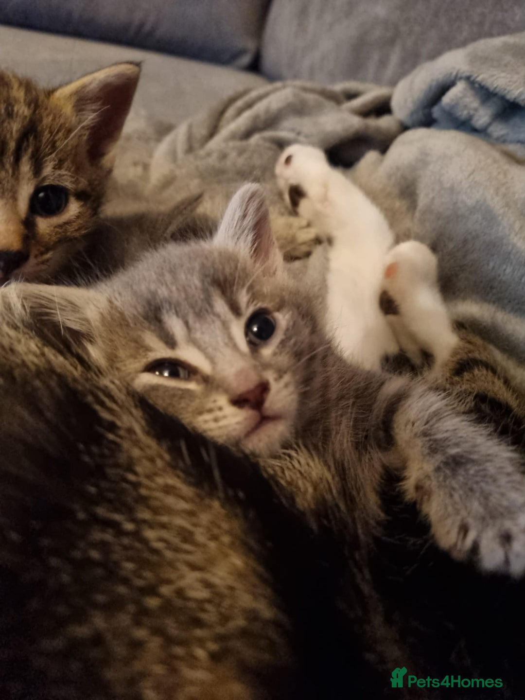 Mixed Breed cats for sale: Beautiful grey/tabby female kittens  - Advert 6