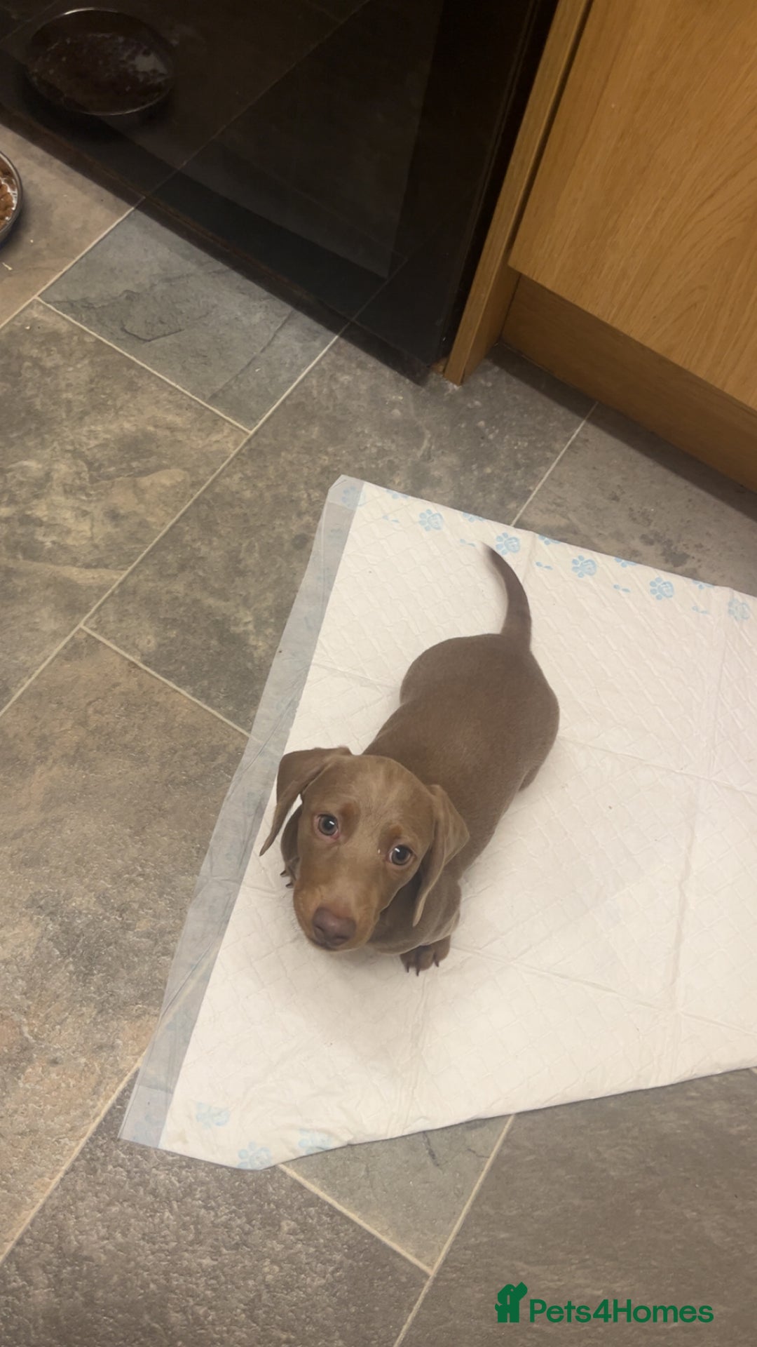 Miniature Dachshund dogs for sale: Last Isabella boy mini dachshund REDUCED  - Advert 8