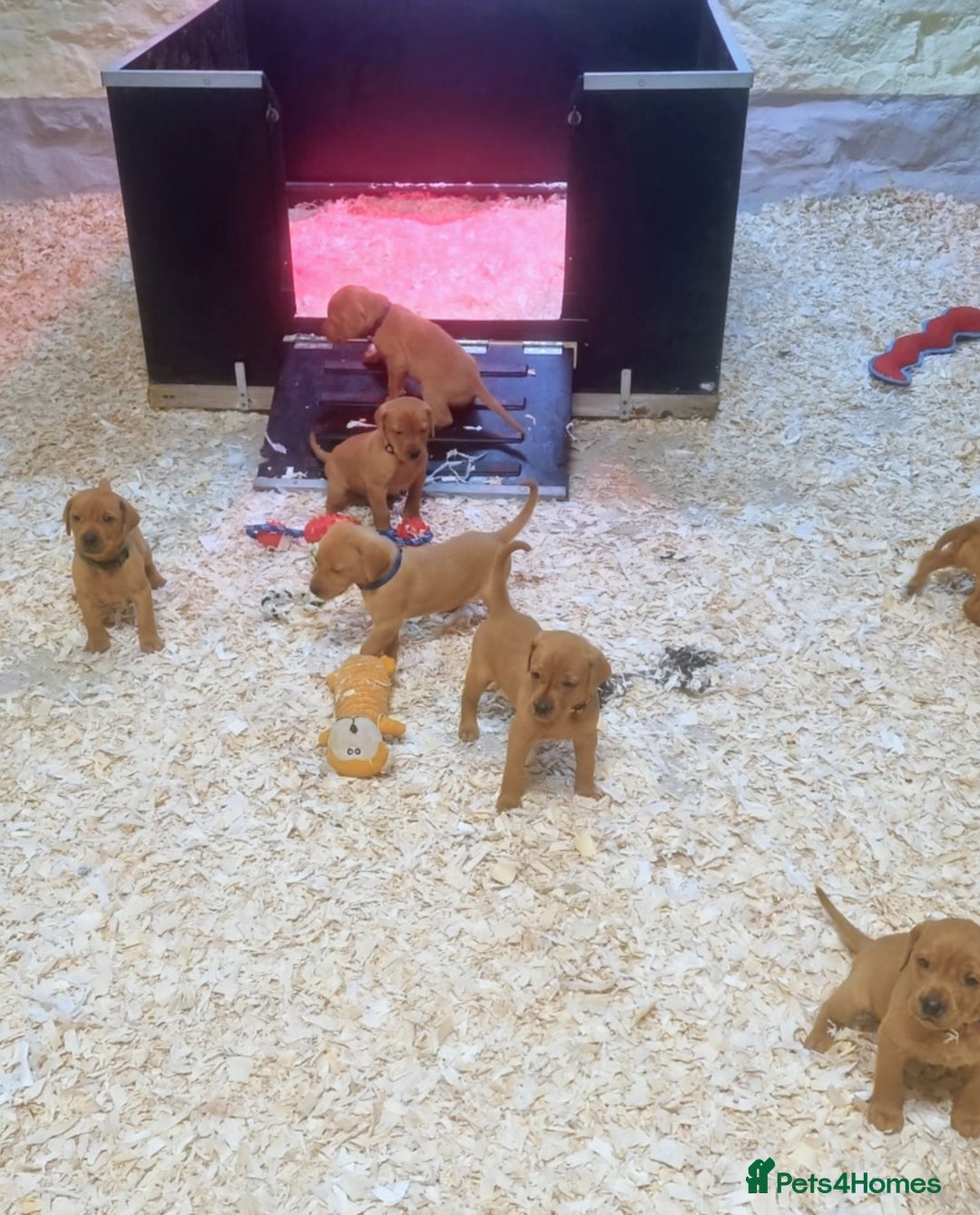 Hungarian Vizsla dogs for sale: Vizslador Puppies  - Advert 1