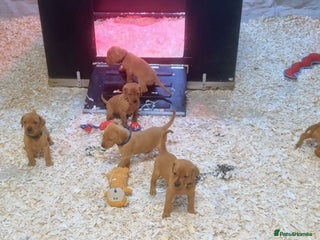 Hungarian Vizsla dogs Vizslador Puppies - Advert 5