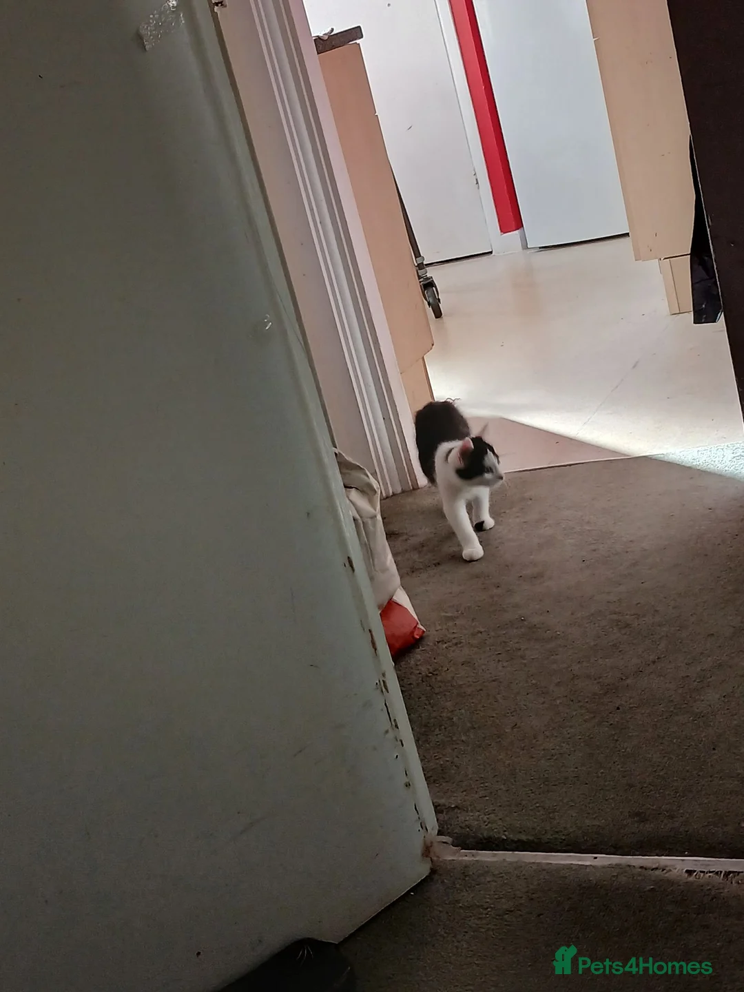 Mixed Breed cats for sale: Tiny male kitten,  black and white in Market Harborough - Advert 2