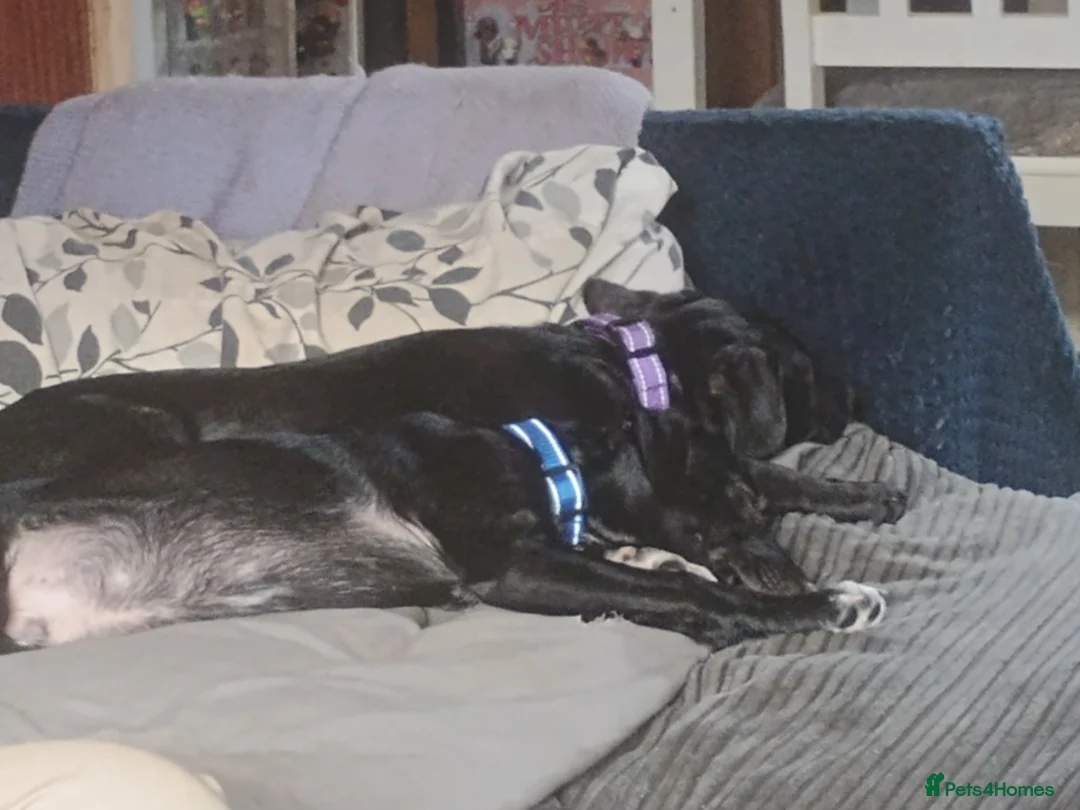 Mixed Breed dogs for sale: Patterdale x Welsh collie  - Advert 1