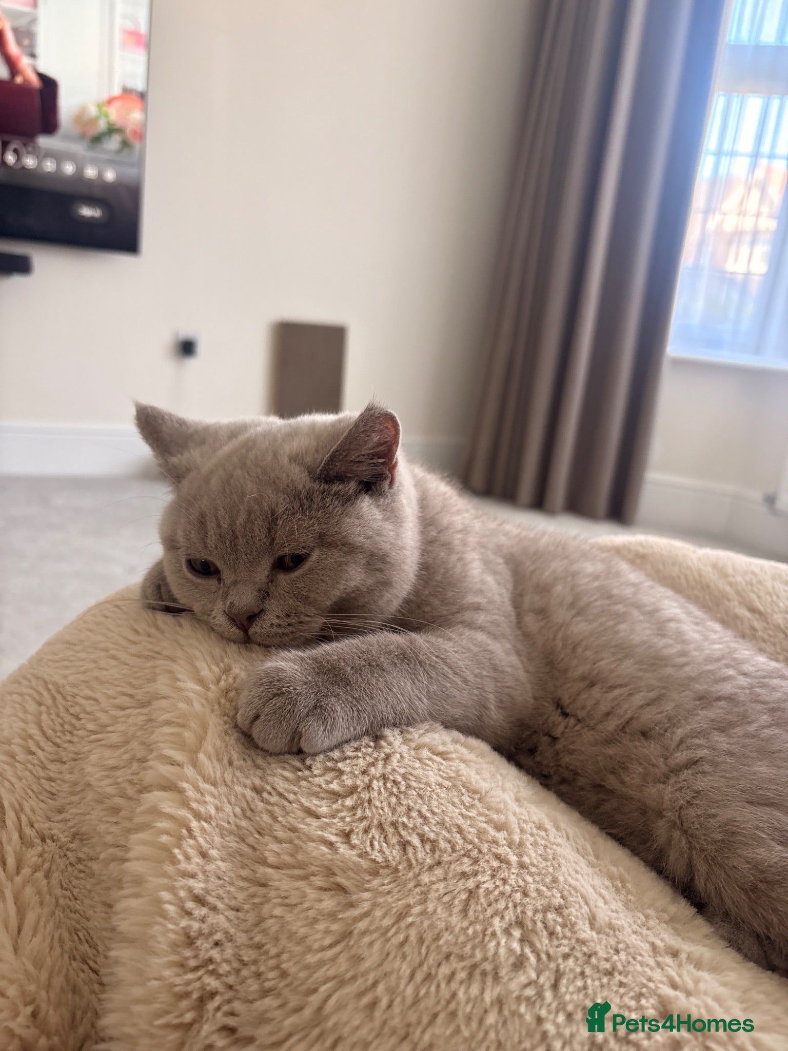 British Shorthair cats Lilac British Shorthair Boy - TICA ⭐ - Advert 8