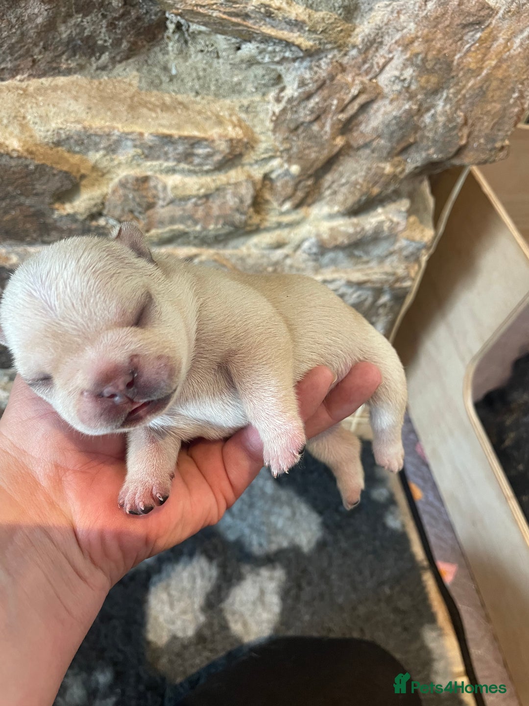 French Bulldog dogs for sale: KC Reg Frenchie Puppies - Image 5