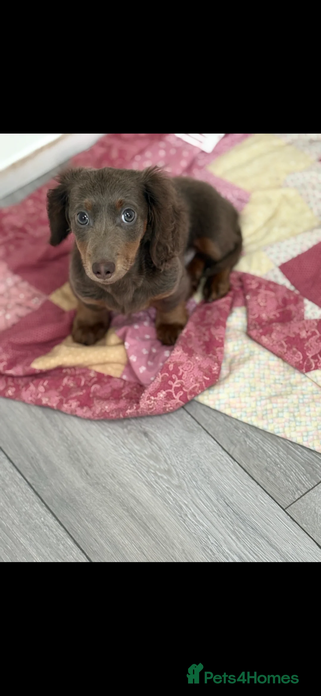 Miniature Dachshund dogs for sale: Bailey - Advert 1