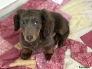 Miniature Dachshund dogs Bailey - Advert 3