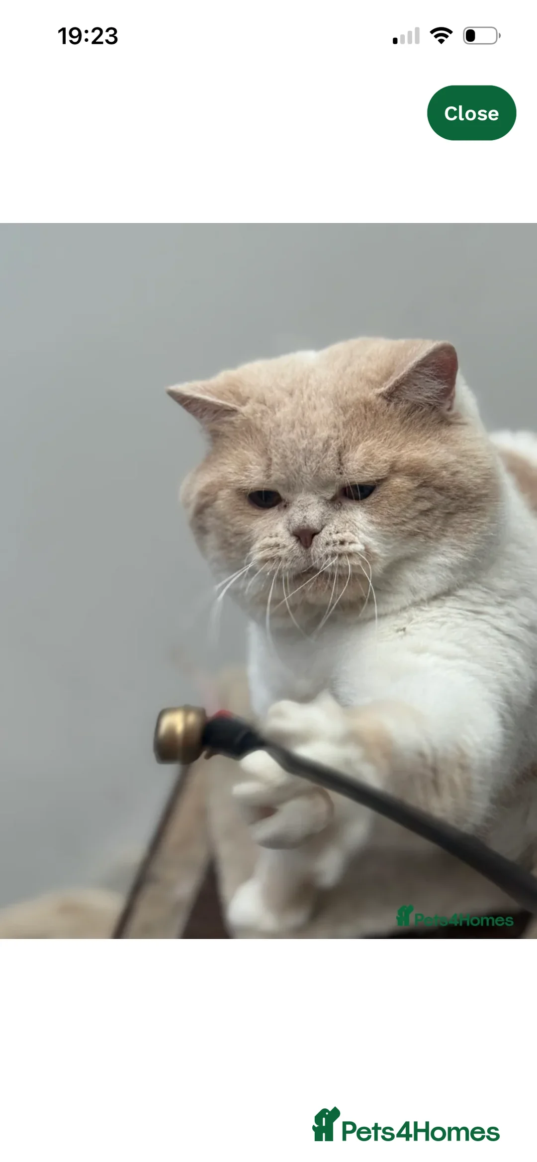 British Shorthair cats for sale: BRITISH SHORTHAIR KITTENS (registered) - Advert 22