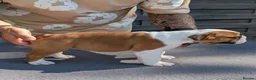 English Bulldog dogs for sale: 5 beautiful KC pups  - Advert 6
