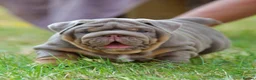 English Bulldog dogs for sale: EPIC BULLYZ PUPS - Advert 6
