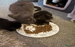 British Shorthair cats for sale: 2 beautiful girl kittens for sale - Image 4