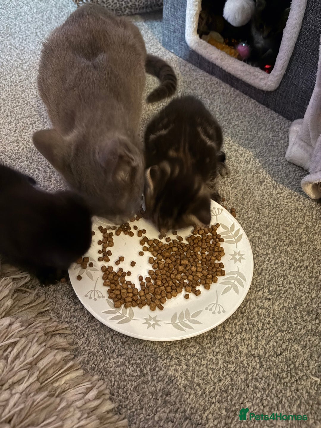 British Shorthair cats for sale: 2 beautiful girl kittens for sale - Image 4