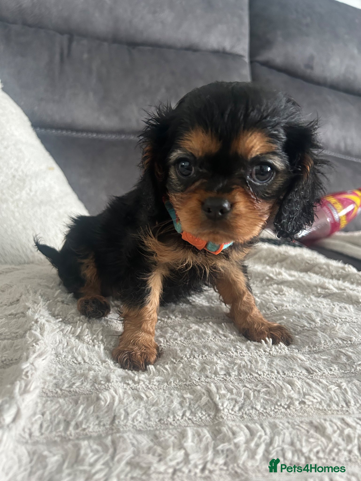 Cavalier King Charles Spaniel dogs One beautiful Black and Tan girl  - Advert 12