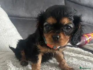 Cavalier King Charles Spaniel dogs One beautiful Black and Tan girl - Advert 12