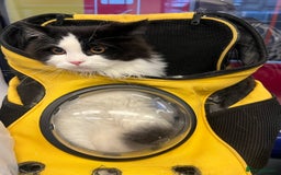 Persian cats for stud: Nice Persian ready to stud - Image 3