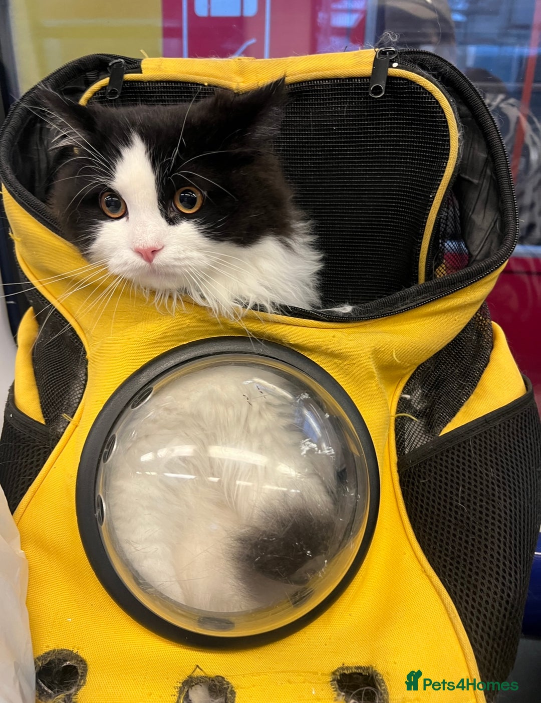 Persian cats for stud: Nice Persian ready to stud - Image 3