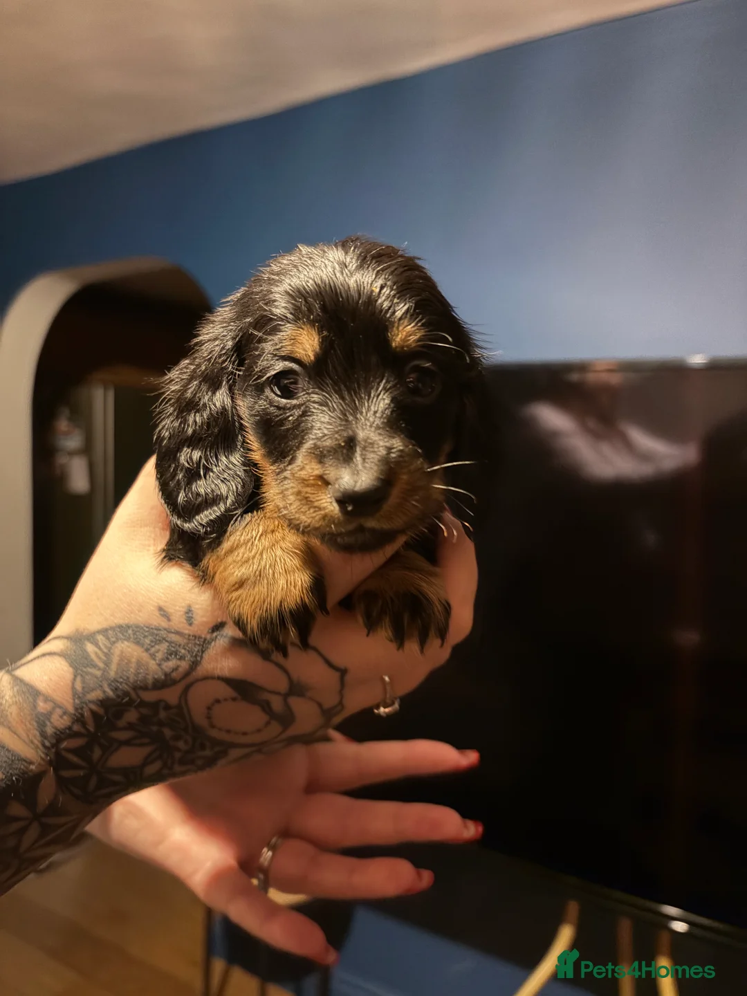 Miniature Dachshund dogs for sale: Miniature long haired Dachshund  - Advert 5