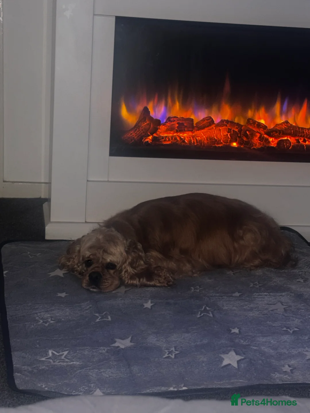 American Cocker Spaniel dogs for sale: 🐾KC, Health tested American cocker spaniels🐾 - Advert 21