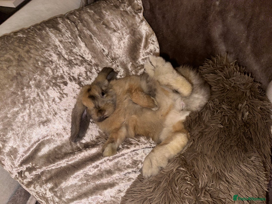 Mini Lop rabbits for sale: Male Mini Lop For Sale - Advert 17