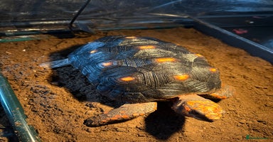 Tortoise reptiles - Advert 3