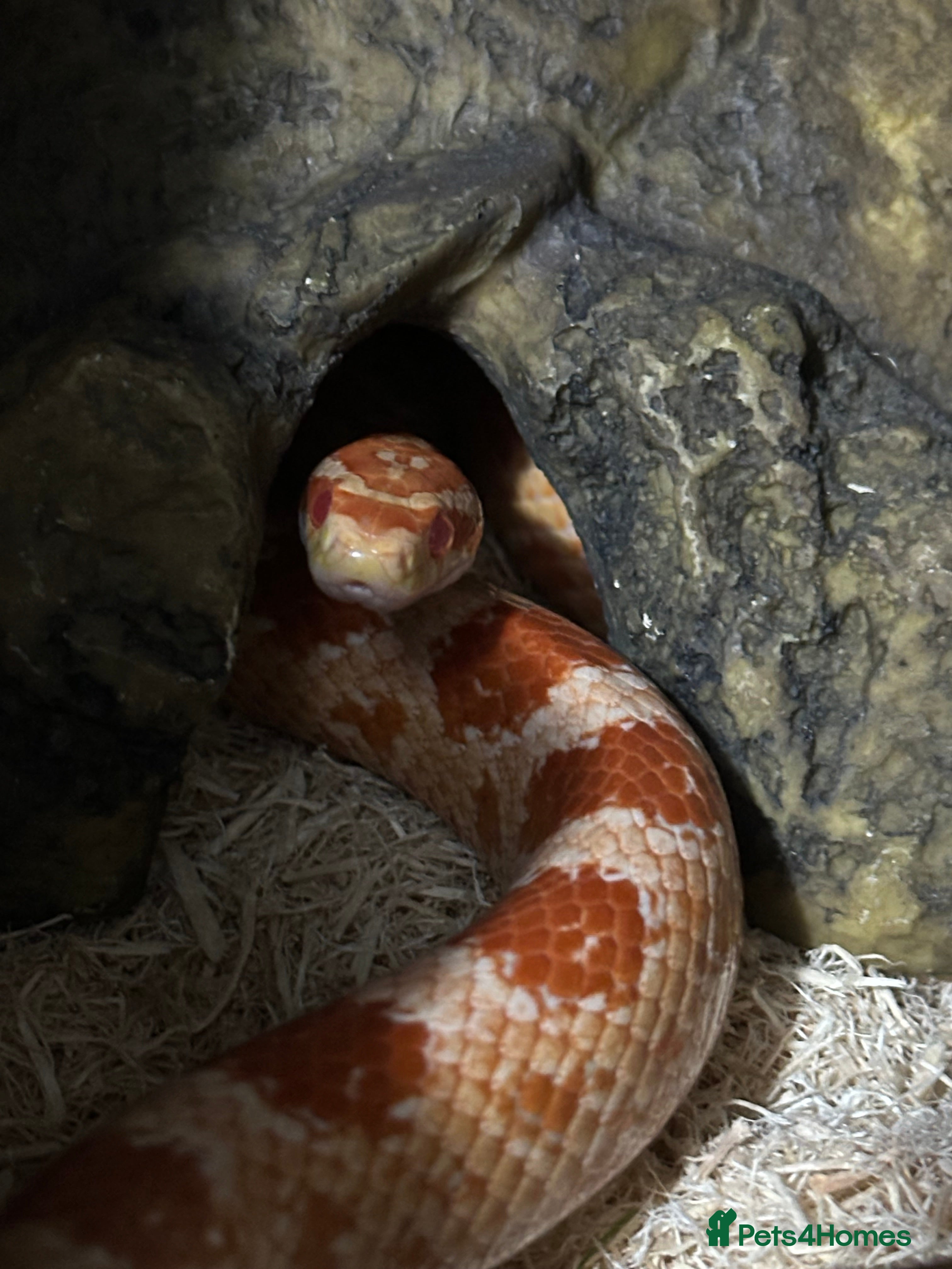 Corn Snake reptiles Corn snake with everything  - Advert 2