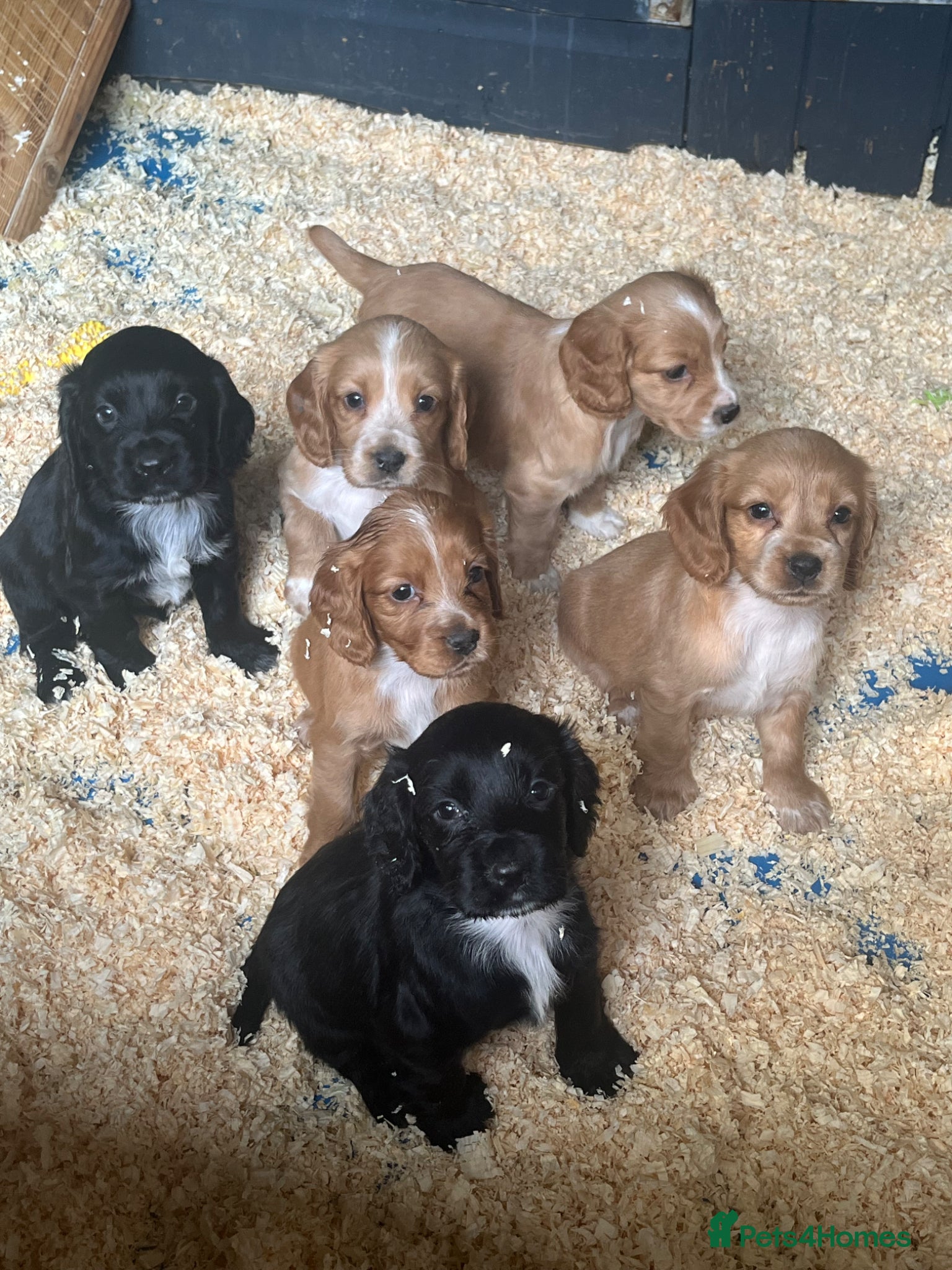 Cocker Spaniel dogs for sale: Stunning KC WCS pups - Advert 2
