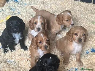 Cocker Spaniel dogs for sale: Stunning KC WCS pups - Advert 2