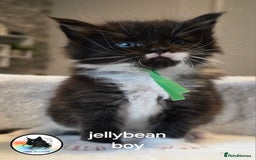 Maine Coon cats for sale: Maine coon kittens - Image 19
