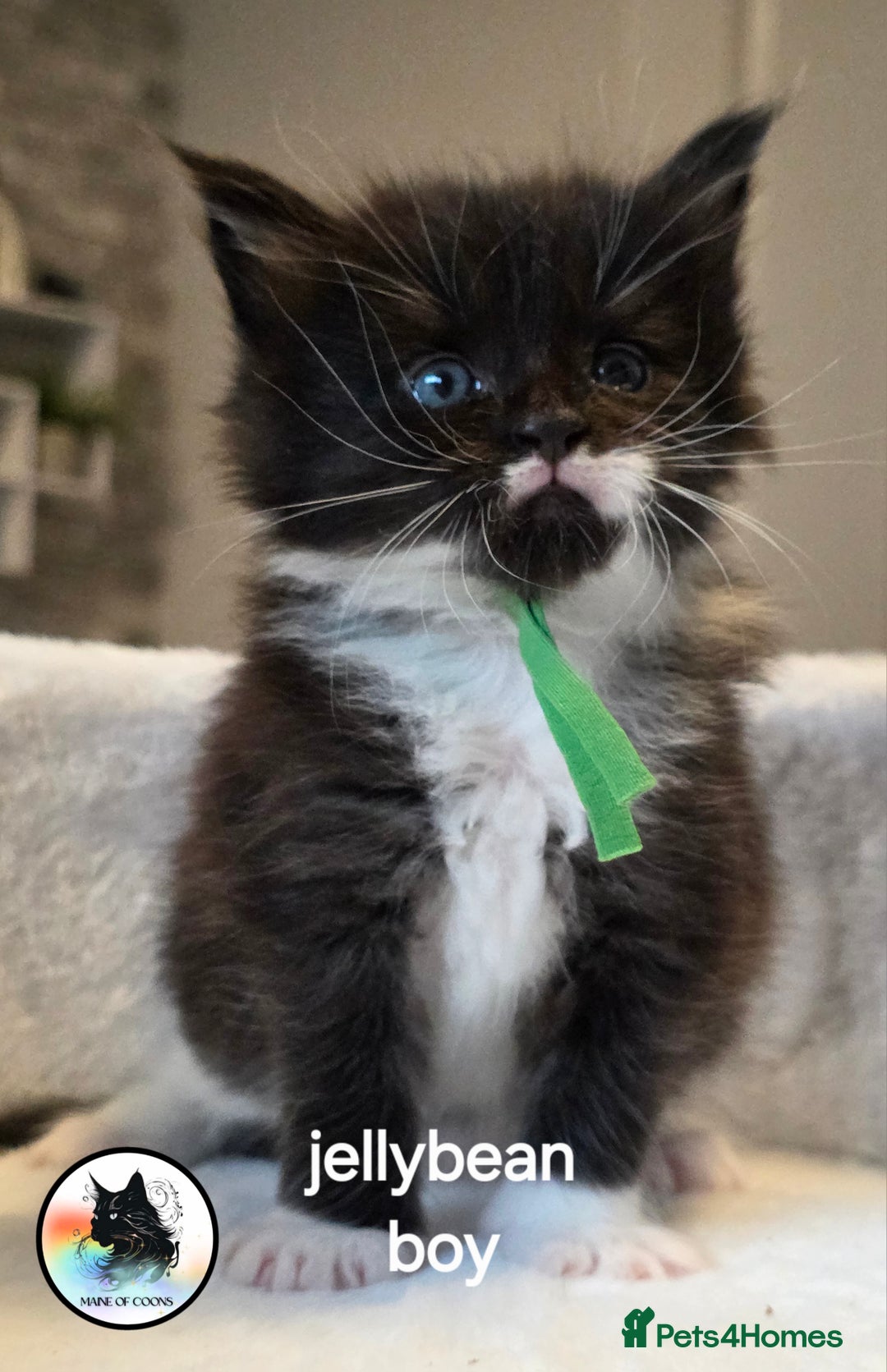Maine Coon cats for sale: Maine coon kittens - Image 19