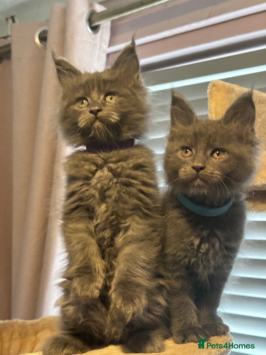 Maine Coon cats for sale: Blue Maine Coon Kittens – Active TICA Registered  - Advert 13