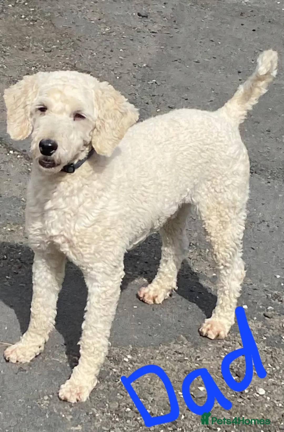 Shihpoo dogs for sale: Shihpoo puppies in Ayr - Advert 11