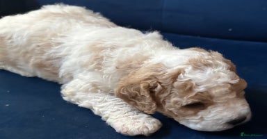 Cavapoochon dogs Cavapoochon! Our December Reindeer Litter!  - Advert 1